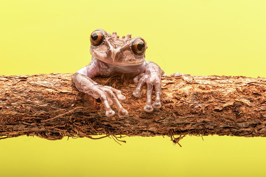 Crowned Tree Frog Photograph by Lindley Johnson