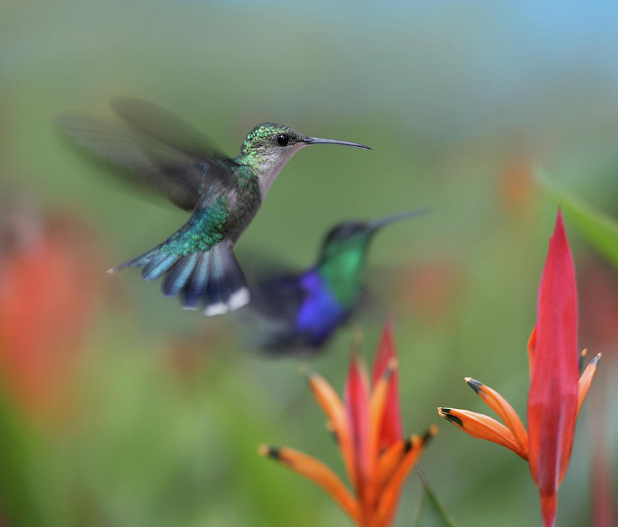 Crowned Woodnymph Hummingbirds Photograph by Tim Fitzharris - Fine Art ...