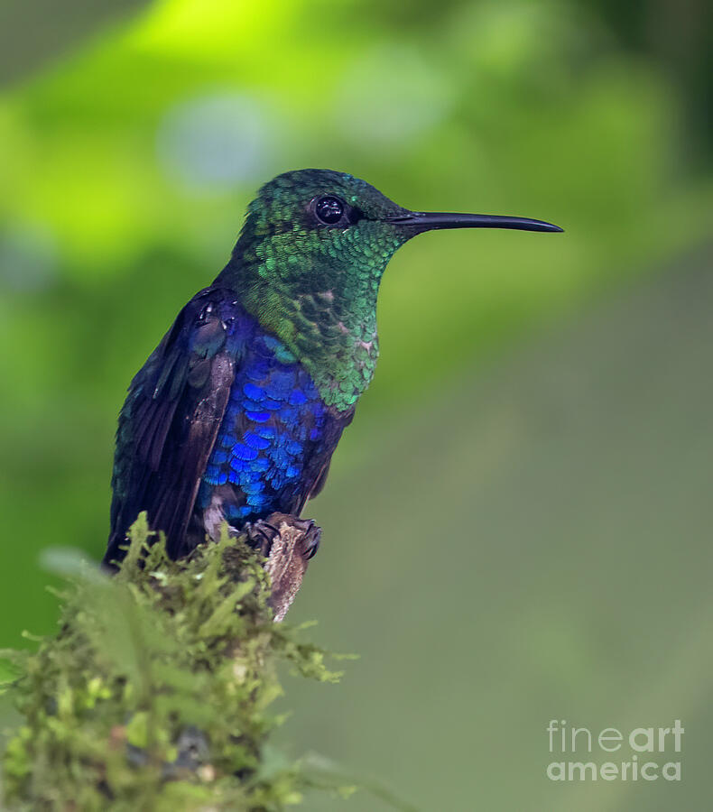 Crowned Woodnymph Photograph by Michelle Tinger - Fine Art America