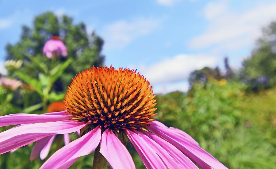 Crowning Glory Photograph by Maria Keady - Fine Art America