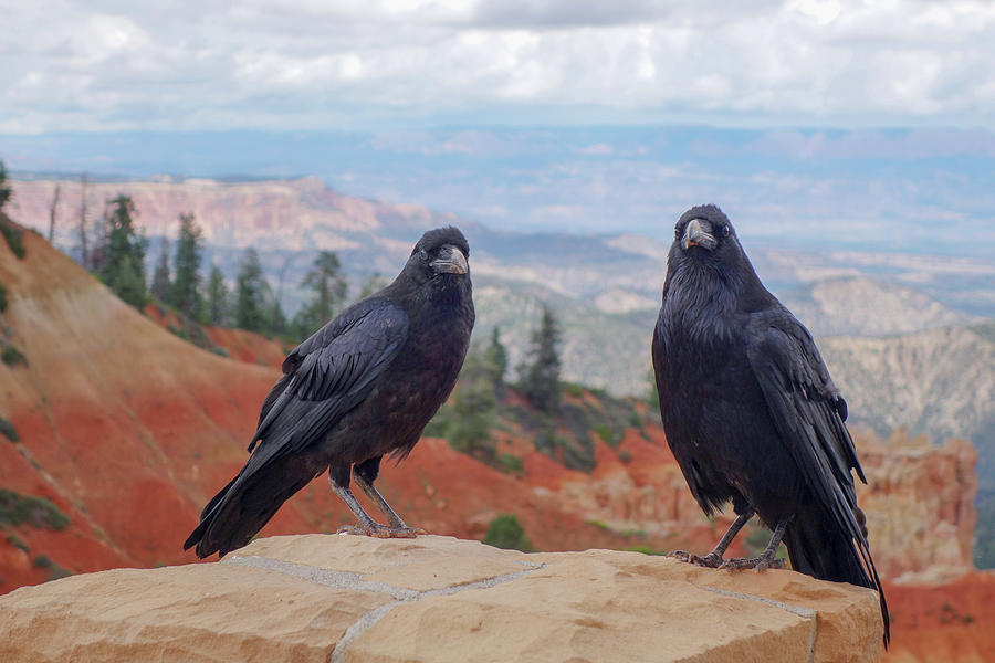 Crows at Black Birch Canyon in Bryce Photograph by John Twynam