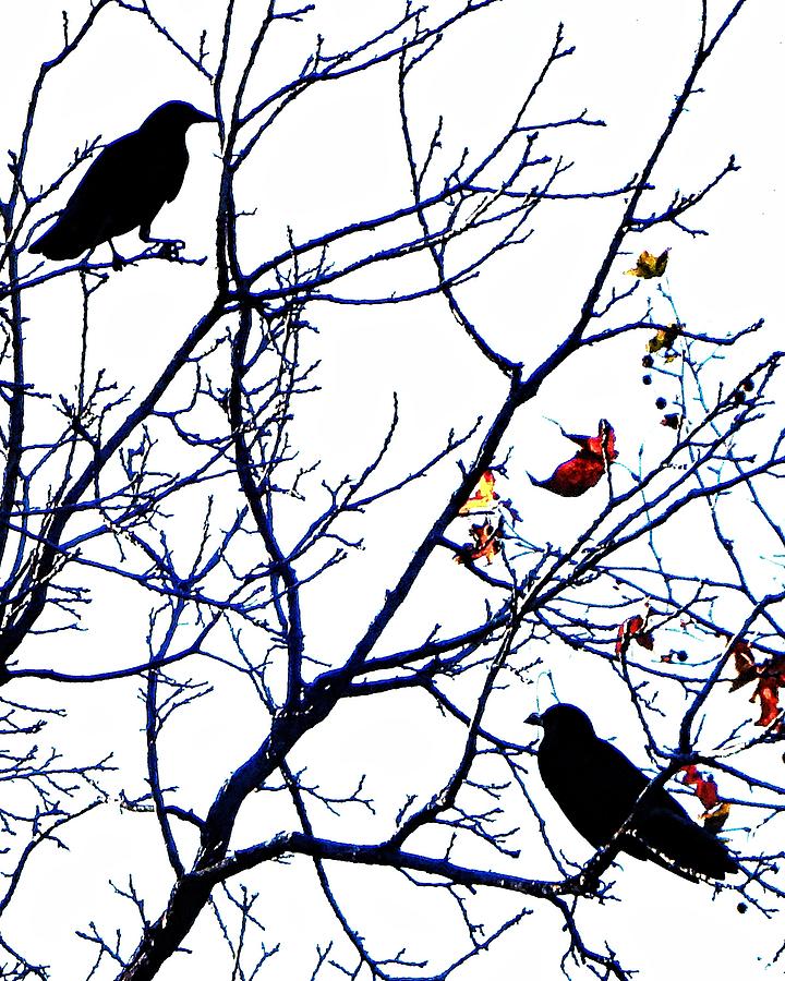 Crows Branching Photograph by Andrew Lawrence