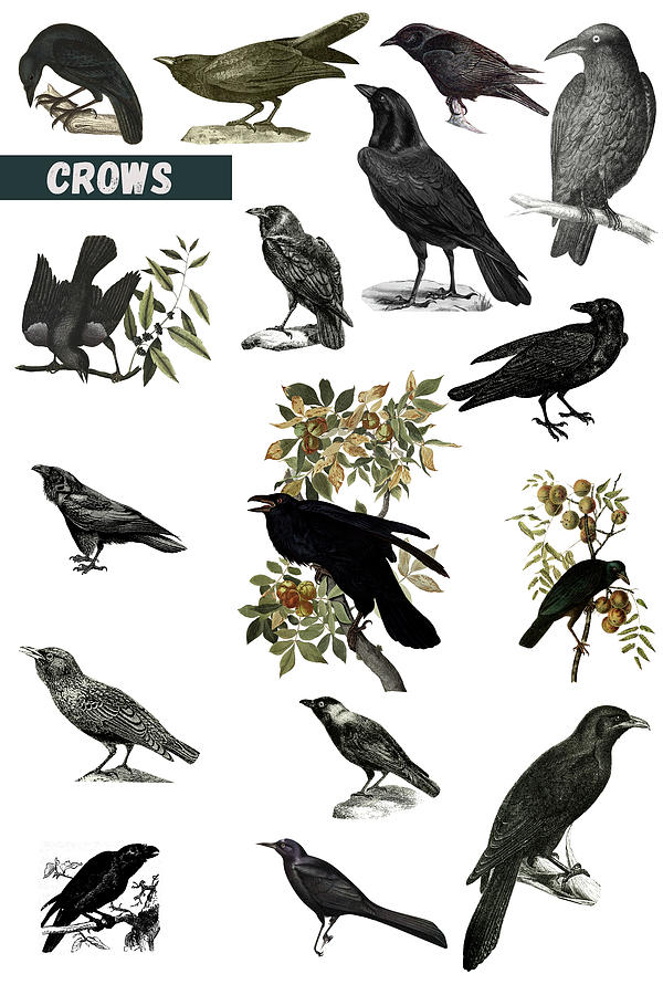 Crows Painting by Celestial Images