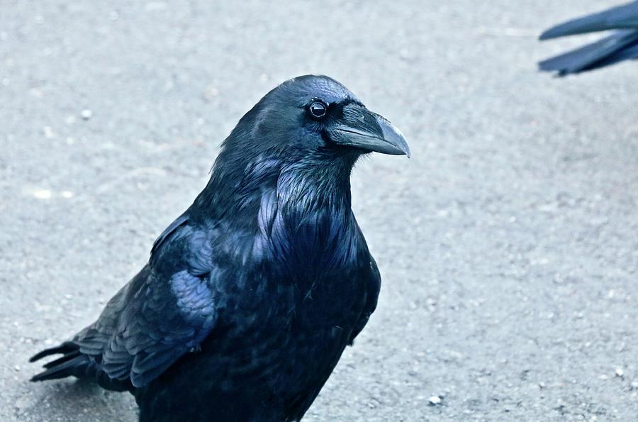 Crows Eye View Photograph