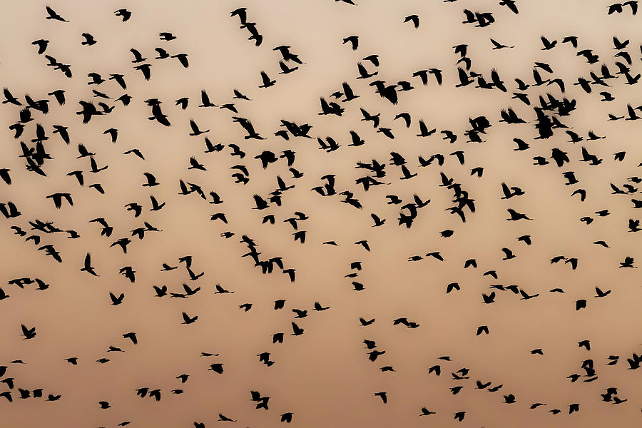 Crows Flocking at Dawn Photograph by Bradford Martin