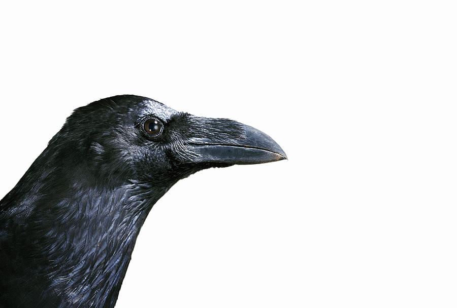 Crows Head on a White Background Photograph by Digital Zoo