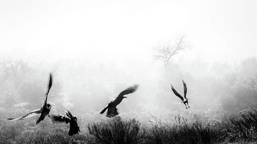 Crows in Flight Photograph by Joseph Smith