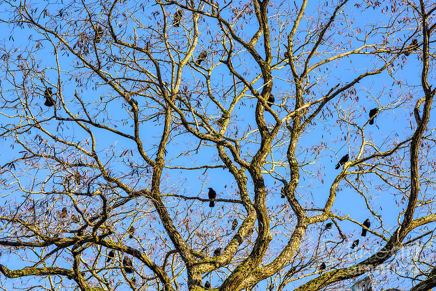 Crows in tree Photograph by Michael Wheatley