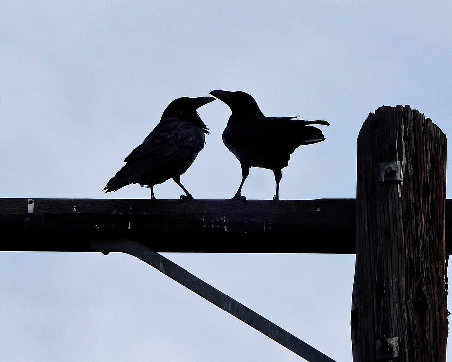 Crows Kissing Photograph by Andrew Lawrence