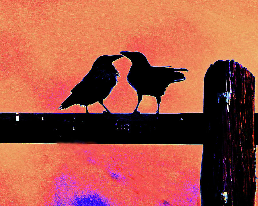 Crows Kissing in Color Photograph by Andrew Lawrence