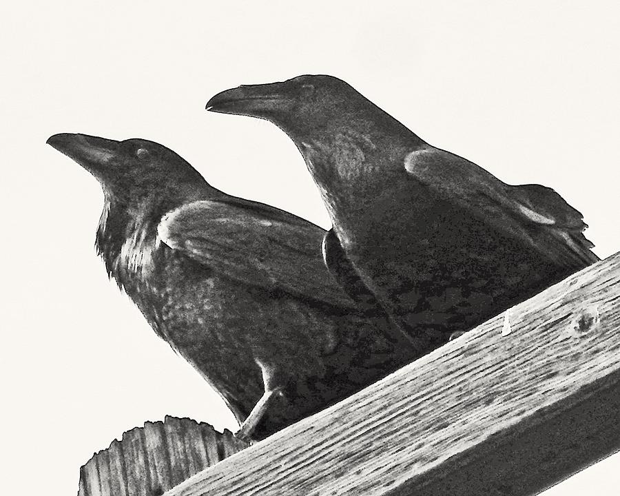 Crows on a Wooden Perch Photograph by Andrew Lawrence