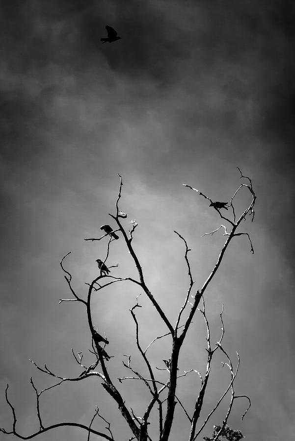 Crows On Tree Photograph