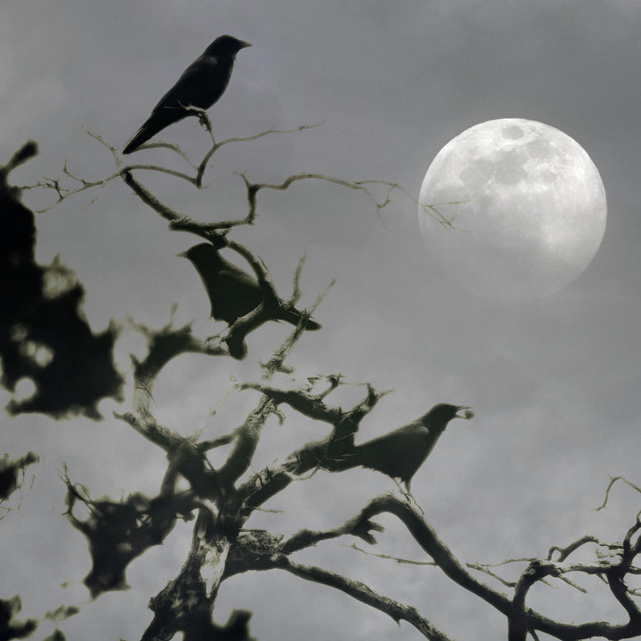 Crows Under A Full Moon Photograph by James DeFazio