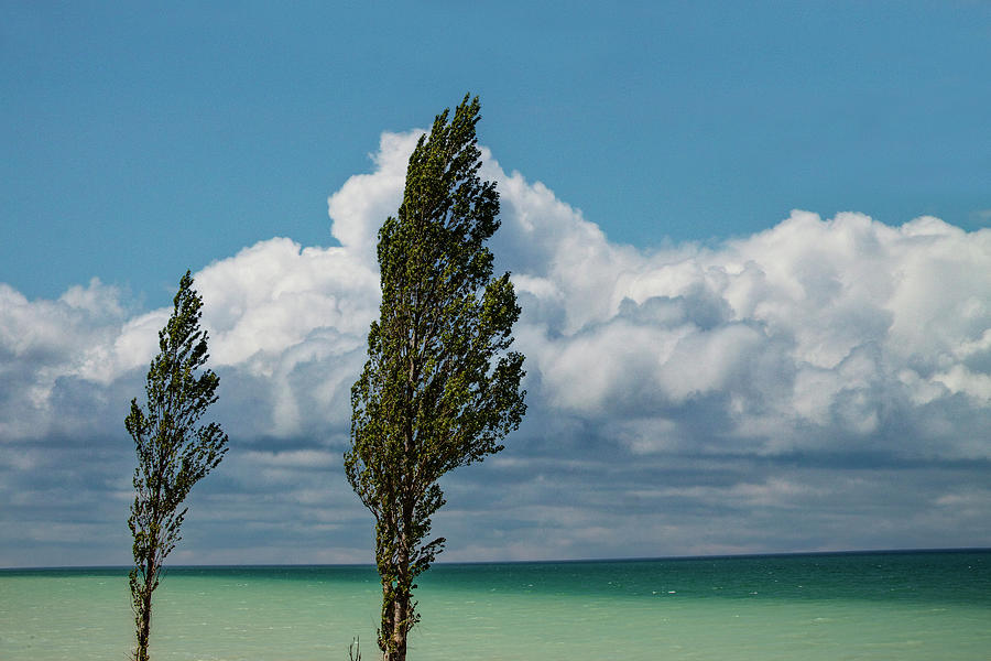 Crpress Trees at Point Betsie Photograph by Randall Nyhof