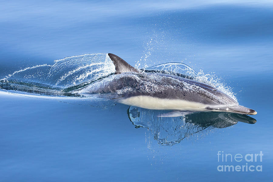 Cruising Dolphin Photograph by Loriannah Hespe