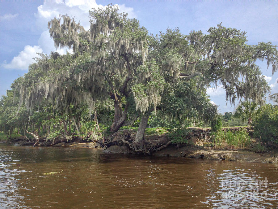 Cruising the Ashley River - Charleston Plantations Photograph by Dale Powell