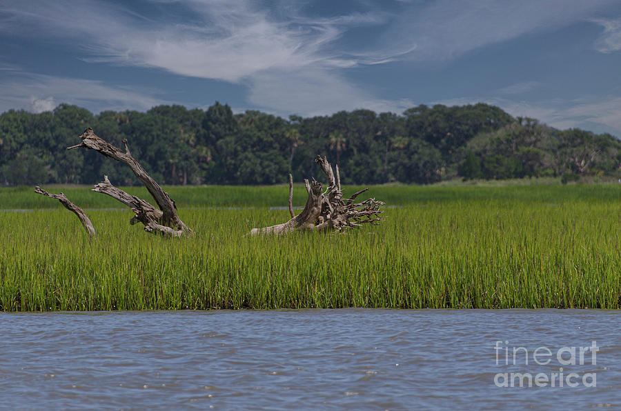 Cruising The Intracoastal Waterway - Dead Wood Photograph