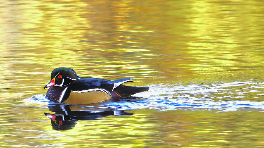 Cruising Wood Duck Photograph by Todd Kreuter