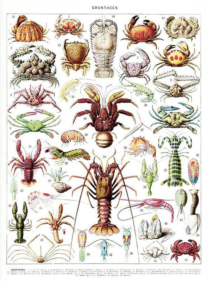 Crustaceans Vintage Full Poster retro Painting by Zoe Maria | Fine Art ...