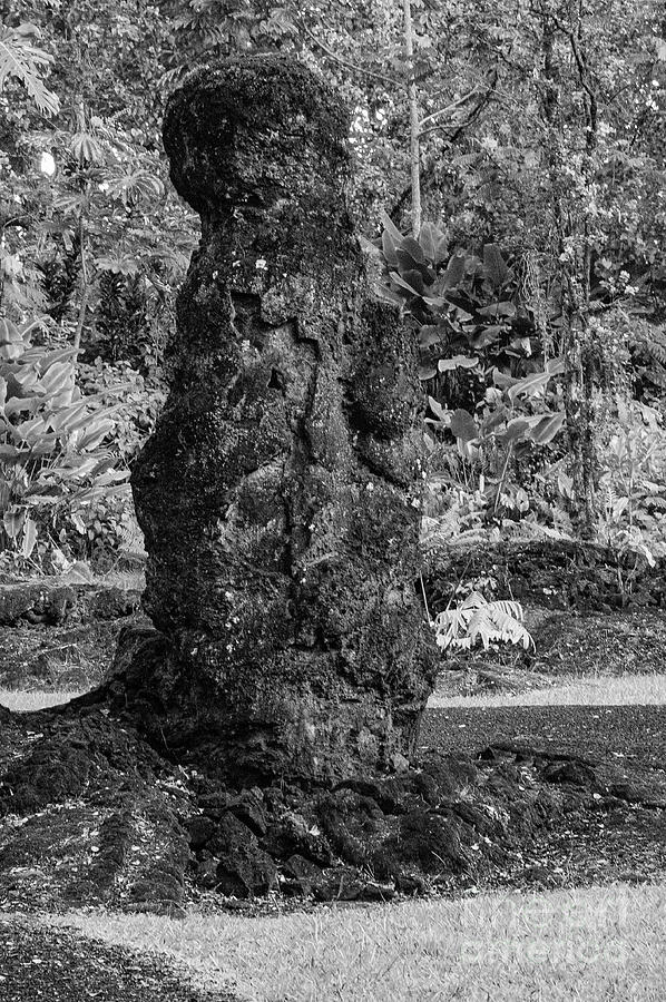 Crusted Lava Tree 2 Photograph by Bob Phillips