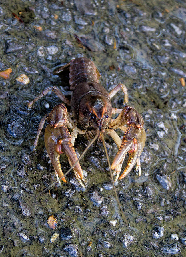 Crusty Crawdaddy Crustacean  Photograph by Kathy Clark