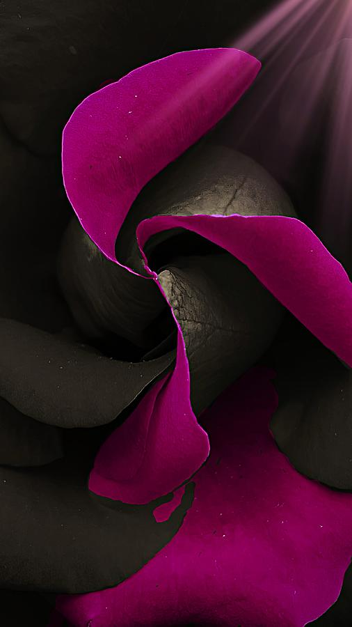 Crying rose Photograph by Robert Villano - Fine Art America