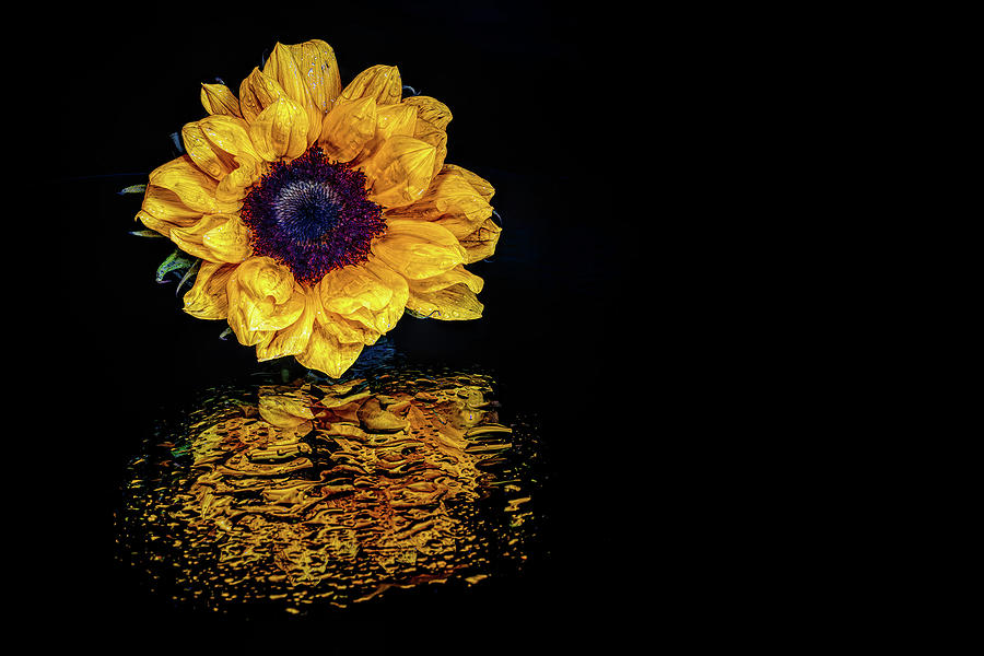 Crying Sunflower Photograph by Sandi Kroll
