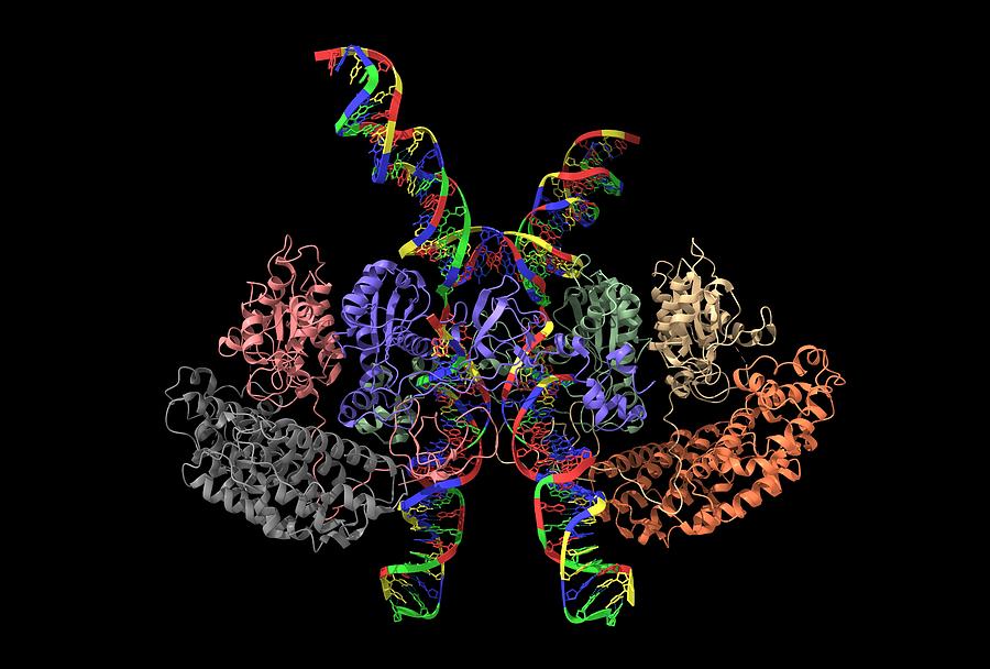 Cryo-EM structure of human T-cell leukemia virus type-1 (HTLV-1) intasome Photograph by Vdvornyk
