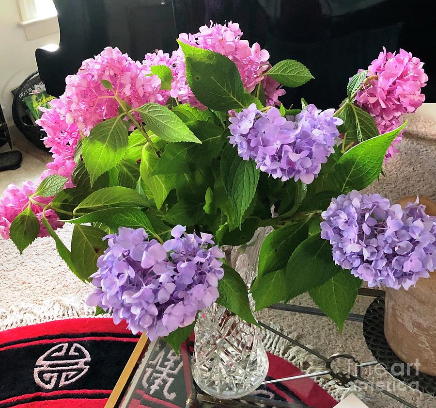 Crystal Pink and Purple Hydrangeas Photograph by Catherine Ludwig Donleycott