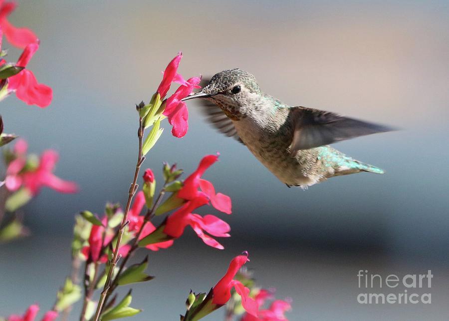 Crystal Clear Hummingbird Photograph by Carol Groenen