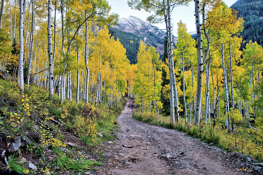 Crystal Colorado Aspens Photograph by JC Findley
