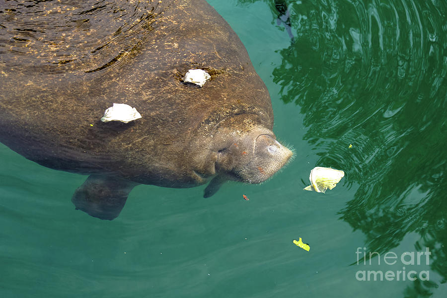 Crystal River Manatee Photograph by Benny Marty
