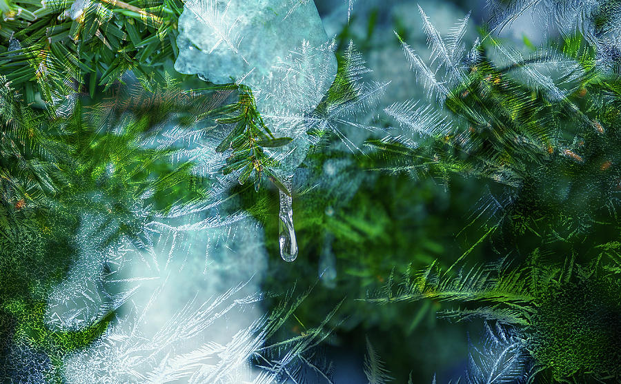 Crystal Snow Drop Photograph by Cate Franklyn