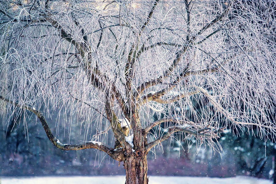 Crystal Tree Photograph by Martina Abreu