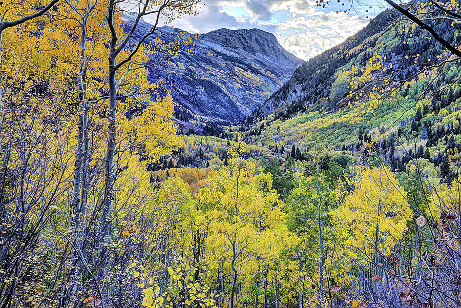 Crystal Valley Aspens Photograph by JC Findley