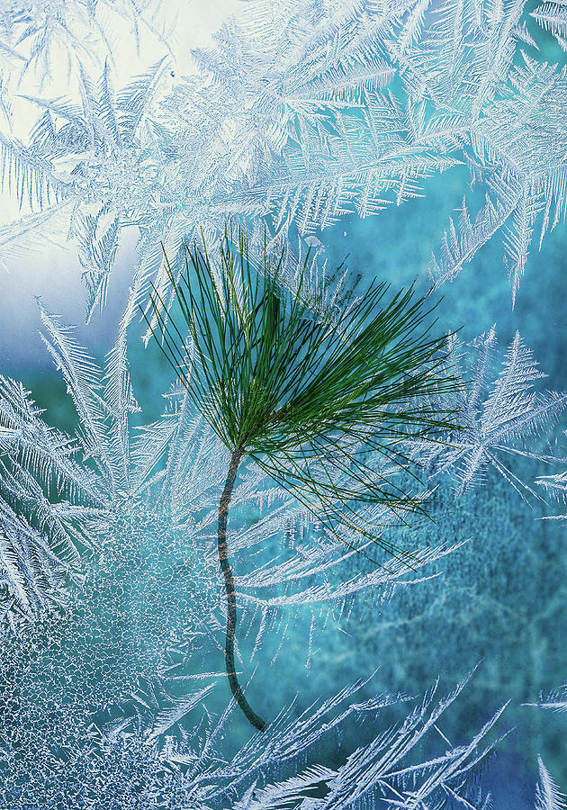 Crystalized Pine Needles Photograph by Cate Franklyn