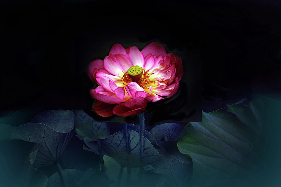 Lotus in Moonlight Photograph by Jessica Jenney