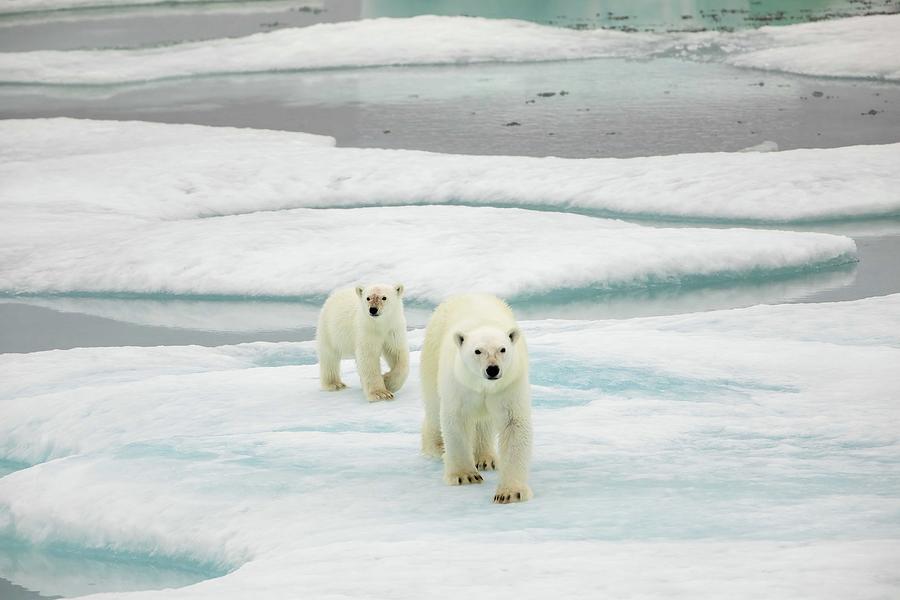 Cub and adult polar bear Photograph by Karen Foley
