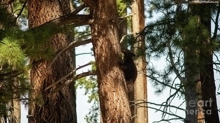 cub in El Dorado National Forest, California, U.S.A.-2 Photograph by PROMedias US