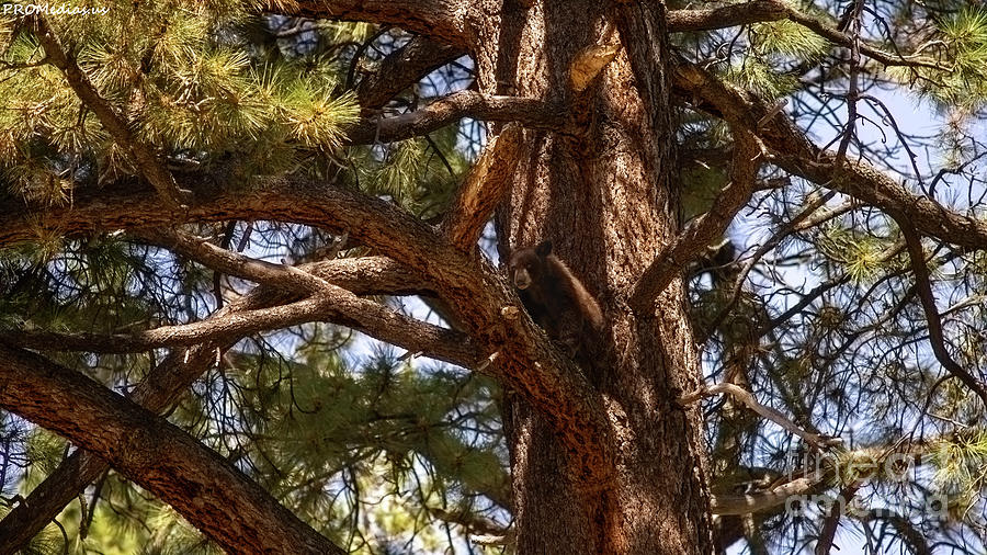 cub in El Dorado National Forest, California, U.S.A.-3 Photograph