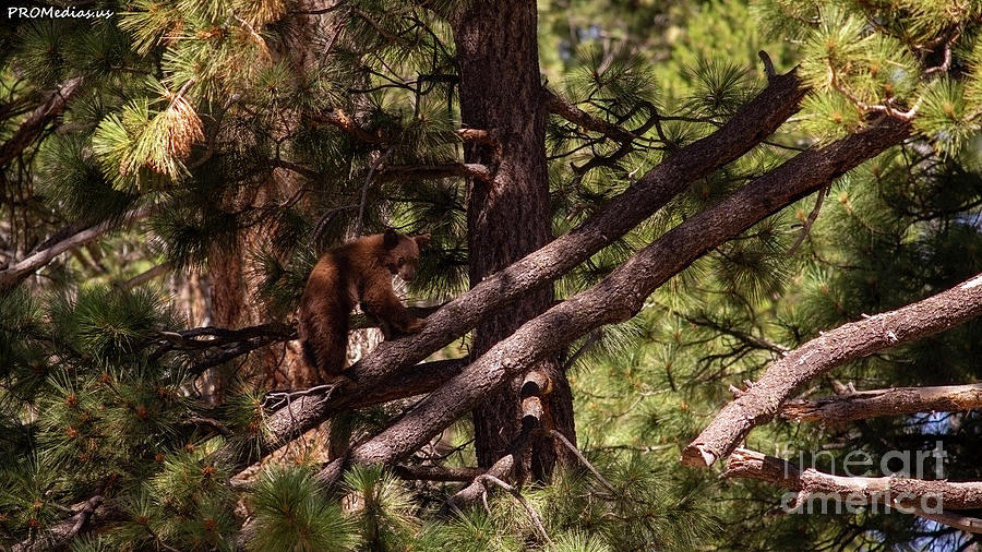 cub in El Dorado National Forest, California, U.S.A.-4 Photograph by PROMedias US