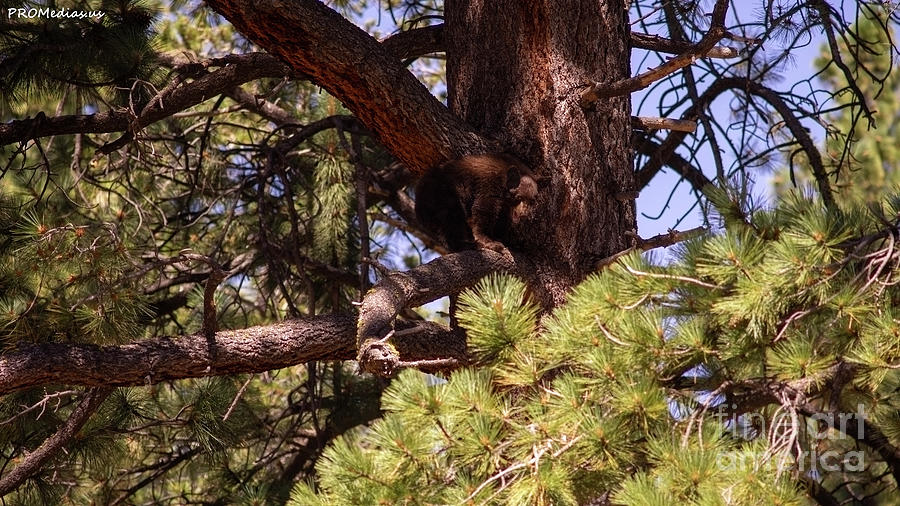 cub in El Dorado National Forest, California, U.S.A.-5 Photograph