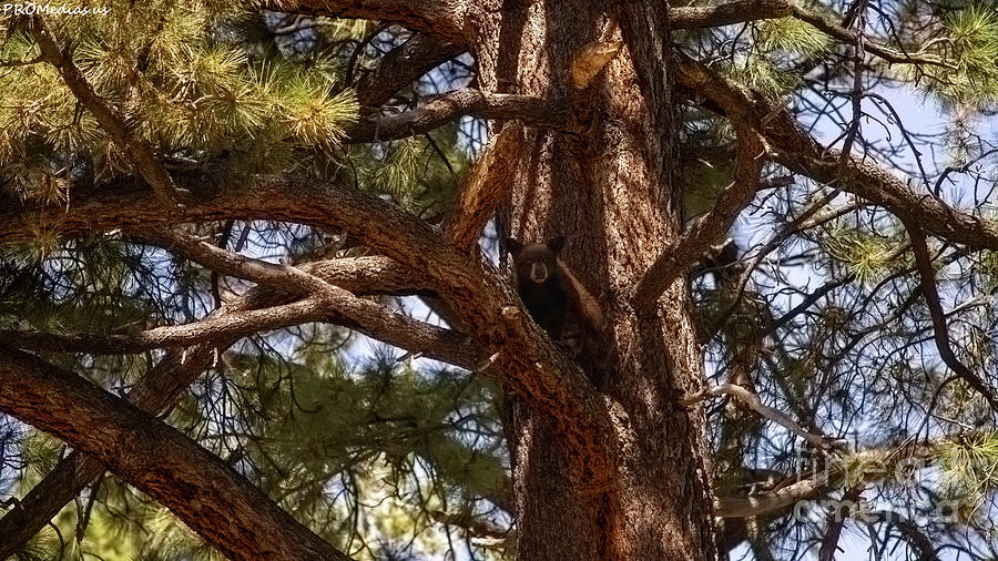 cub in El Dorado National Forest, California, U.S.A. Photograph by PROMedias US