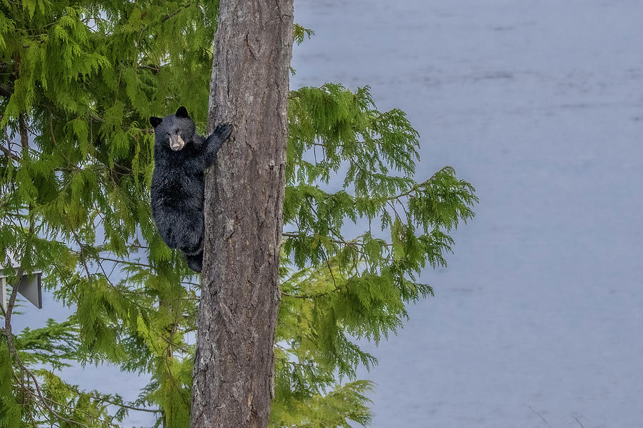 Cub in the tree Photograph by Canadart -