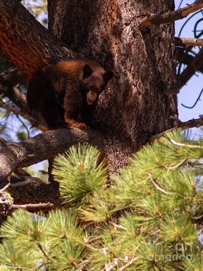 cub with tongue out,  El Dorado National Forest, California, U.S.A. Photograph
