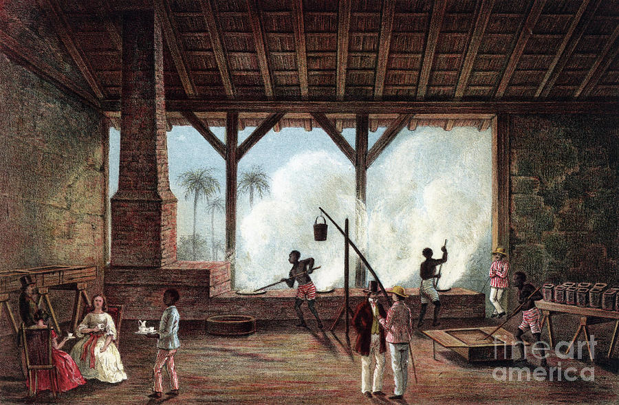 Cuba - Sugar, 1855 Drawing by Granger