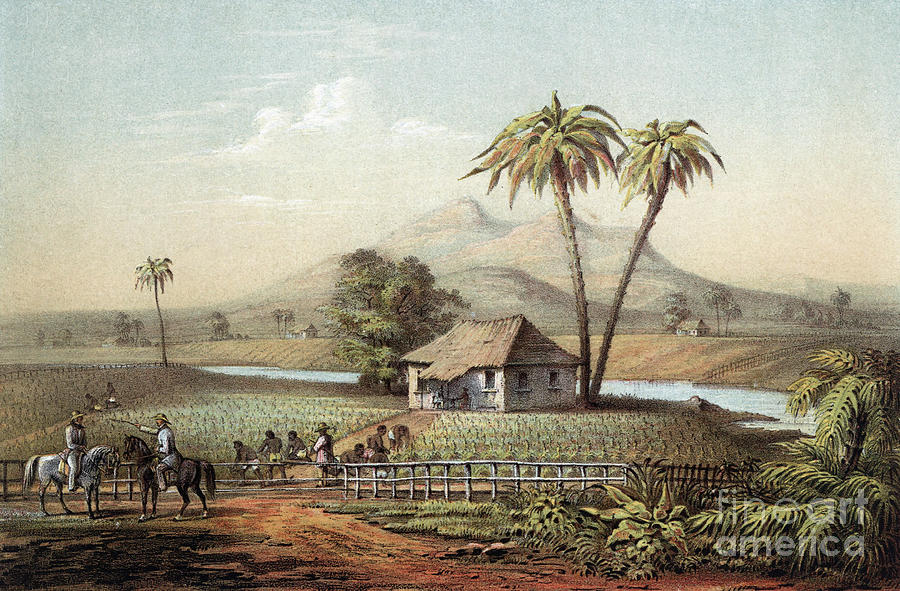 Cuba - Tobacco Plantation Drawing by Granger