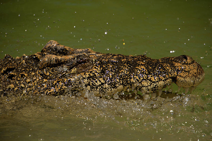 Cuban Crocodile Photograph by Carolyn Hutchins