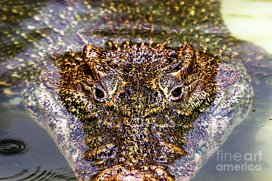 Crocodile Photograph - Cuban Crocodile Eyes of a Killer in Miami by John Rizzuto