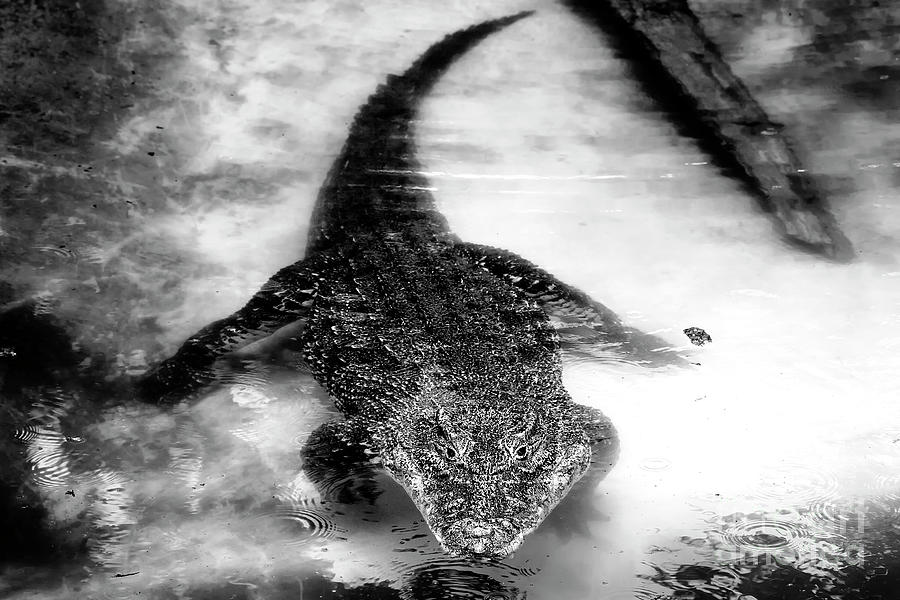 Cuban Crocodile in Miami Photograph by John Rizzuto
